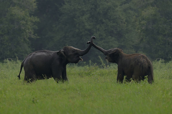 elephants-national-park-sri-lanka_edited.jpg