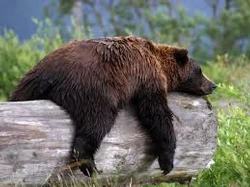 Bear Breath