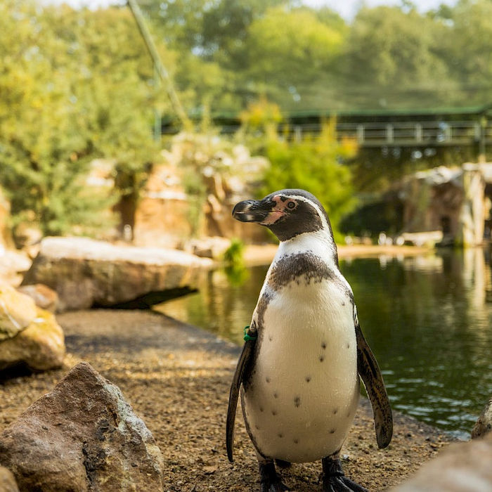 Pinguin steht am Wasser im Zoo Rheine