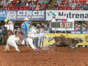 Solo Select Offers Embryo Out of Junior Nogueira's $750,000+ Earner Apache R Hali by Woody Be Tuff