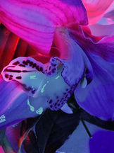 Annique Delfine redraft edit 17.jpg