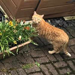 67921579_2378585712195604_81876081433420