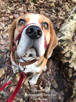 28782605_1665889533465229_34782065850308