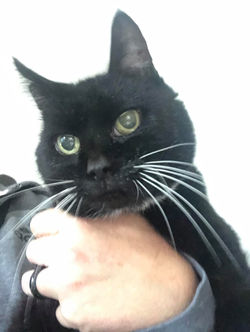 69183348_2428378237216351_75235061008726