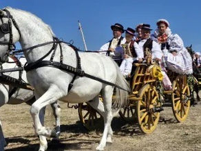 Članovi Konjogojske udruge Valpovštine uspješni na 11. smotri svatovskih zaprega
