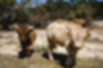 Jewels on left, Blondie in middle, Emerald in the back and on the right
