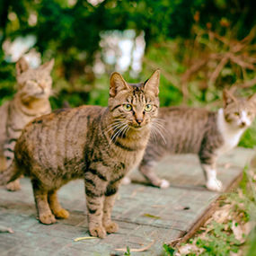 Campagne de capture de chats errants 🐱🐈