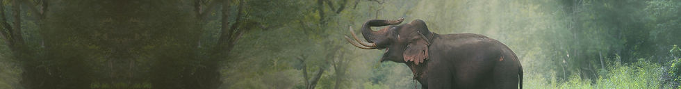 elephant3.jpg