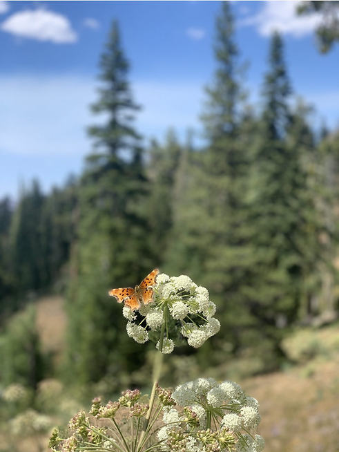 Screenshot 2025-10-19 at 11.35.01 PM.png