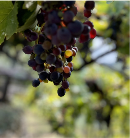 Screenshot 2025-10-19 at 11.33.17 PM.png