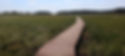 brown wooden pathway between green grass field during daytime_edited.jpg