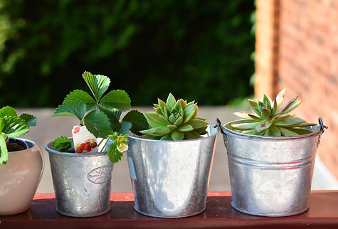 balcony-plants-3426042_1920.jpg