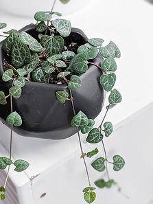 String of Hearts Care_ Helping This Trendy Plant Thrive.jfif