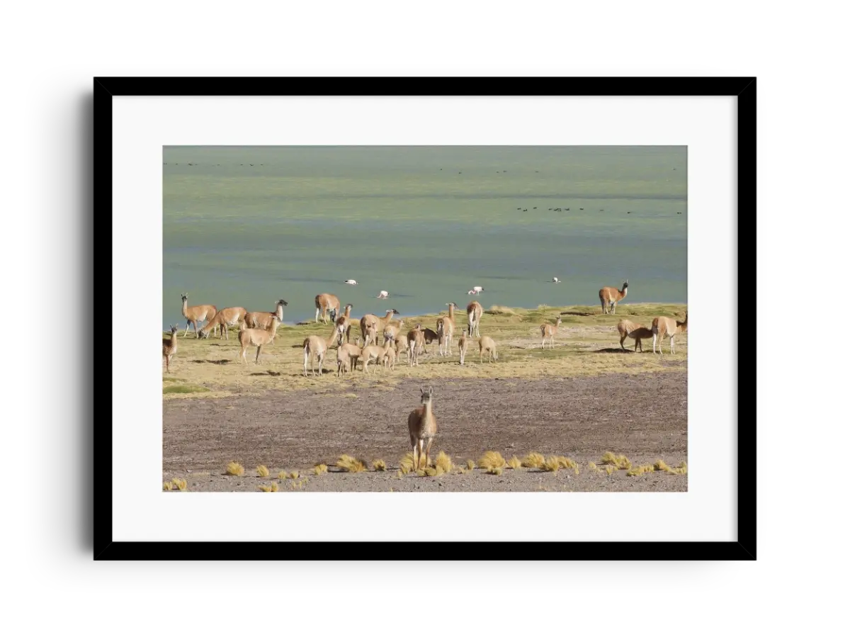 Salar de Marikunga, Región de Atacama