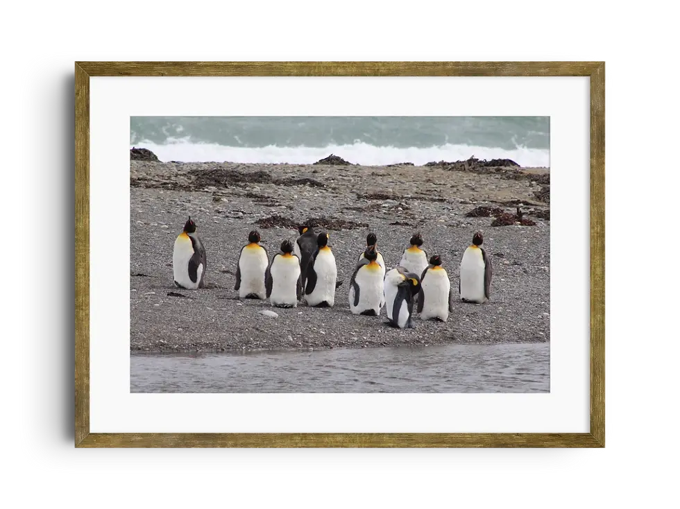 Miniatura: Pingüinos Rey, Bahía Inútil, Tierra del Fuego