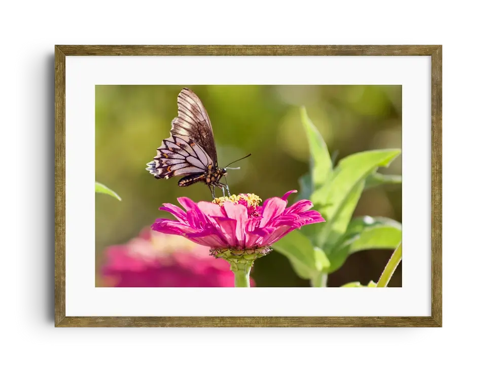 Miniatura: Mariposa, Valle de Casablanca, Región de Valparaíso
