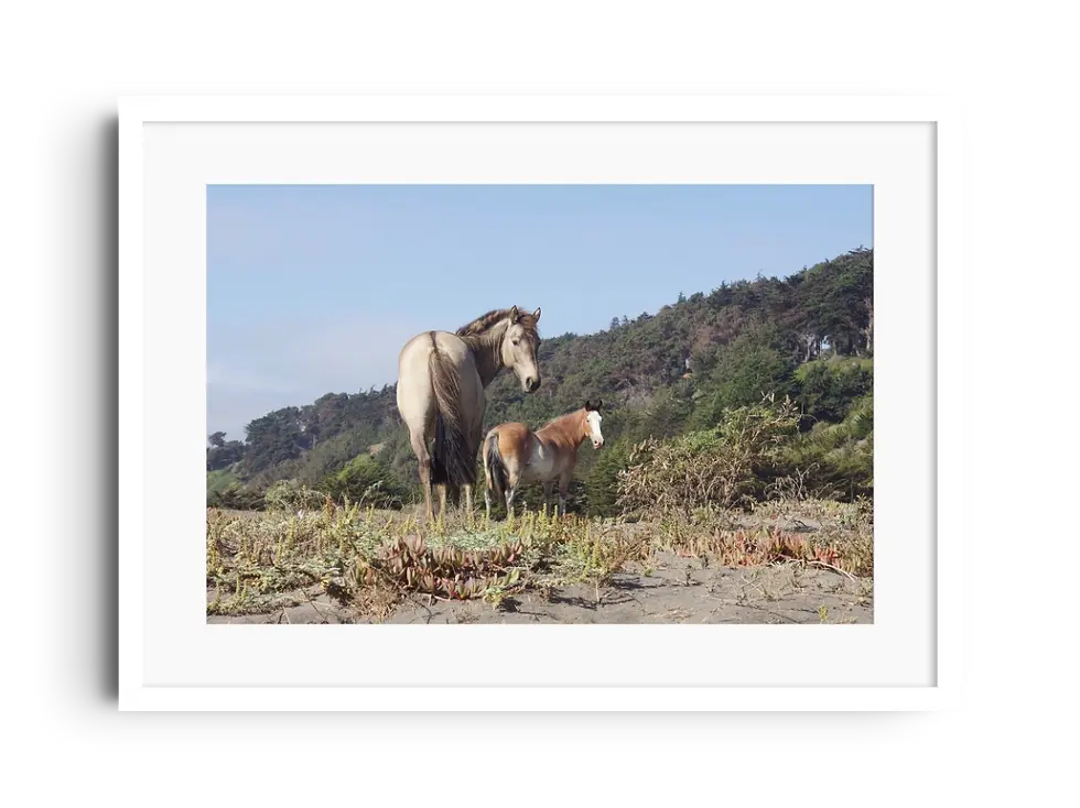 Miniatura: Sofanor y su amigo, Playa Las Brisas de Santo Domingo, Región de Valparaíso