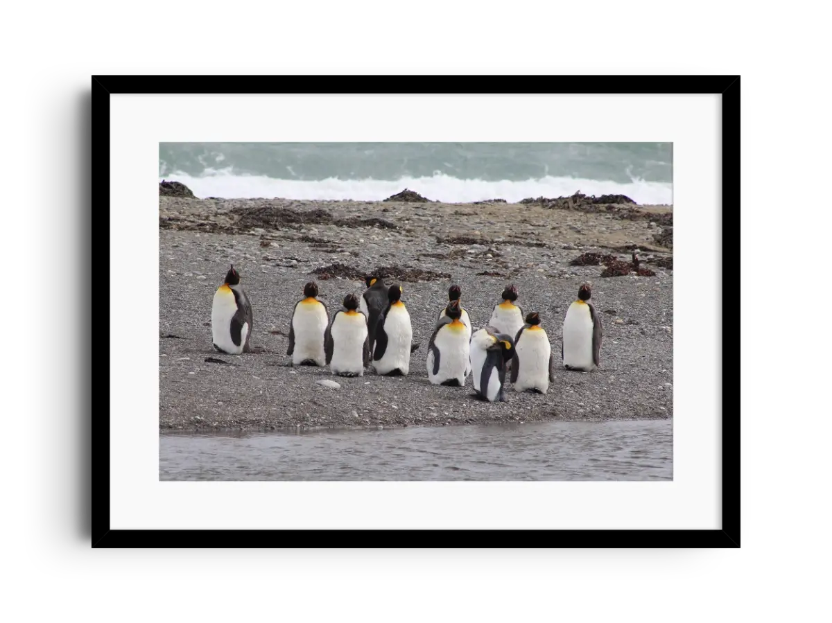 Pingüinos Rey, Bahía Inútil, Tierra del Fuego