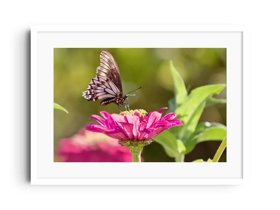 Miniatura: Mariposa, Valle de Casablanca, Región de Valparaíso