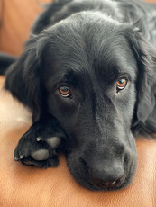 loyal taking a rest