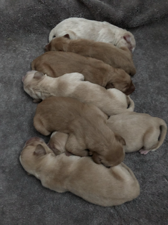 puppy cuddle puddle