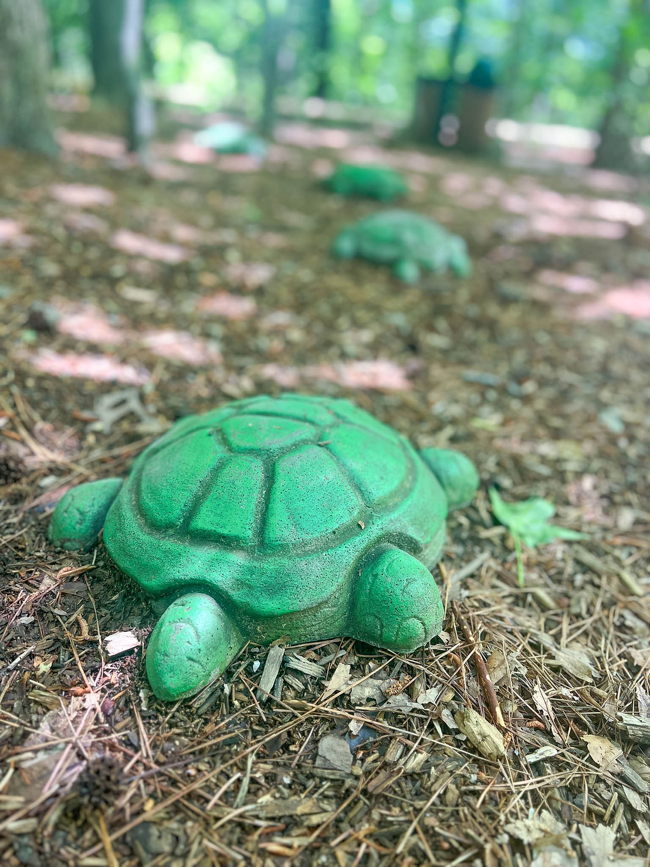 turtle playground raleigh best