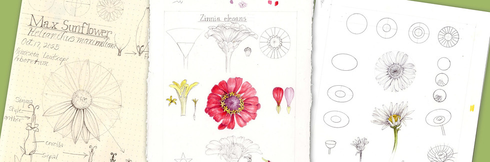 sunflowerfamilydraw-3.1-1920x640.jpg