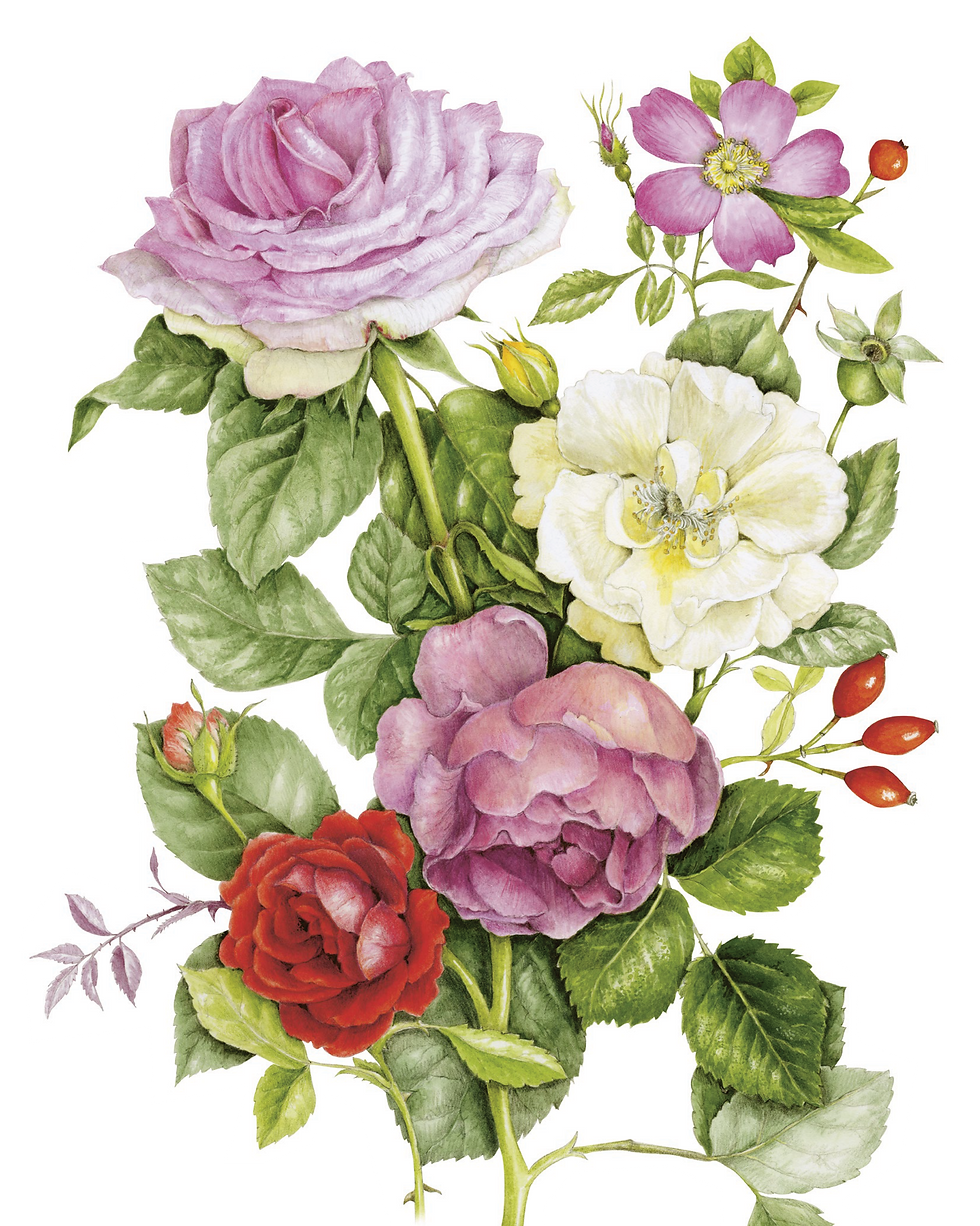 Roses_p106.png