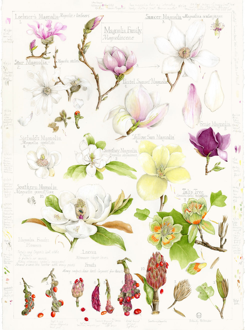 plantfamilies_mainartworks_150dpi_Page_4.jpg