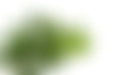 MEDICINA NATURAL - Neem, Usos, Propiedades y Beneficios