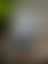 Three Remarkable Novels, One Brilliant Author: A Look at John Williams' Work