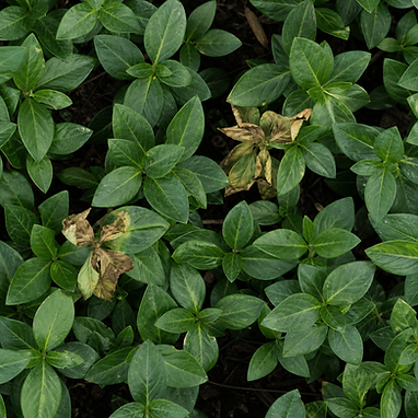 a plant with some damages leaves to portray traumatic memories that can be healed with Accelerated Resolution Therapy