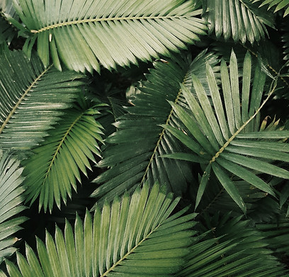 Pile of palm frawns to convey healing with emdr therapy