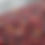 Thumbnail: perfectly ripe red cherries of coffee before being depulped