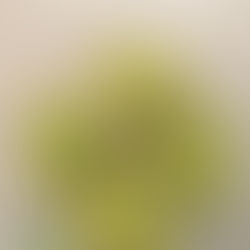 Biscuits de Noël au thé vert