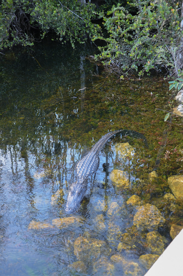 coccodrillo in Florida