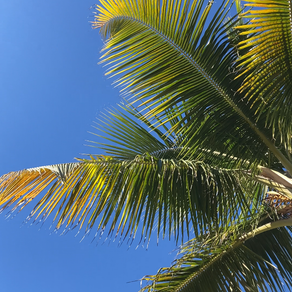 New Year's weekend in Florida