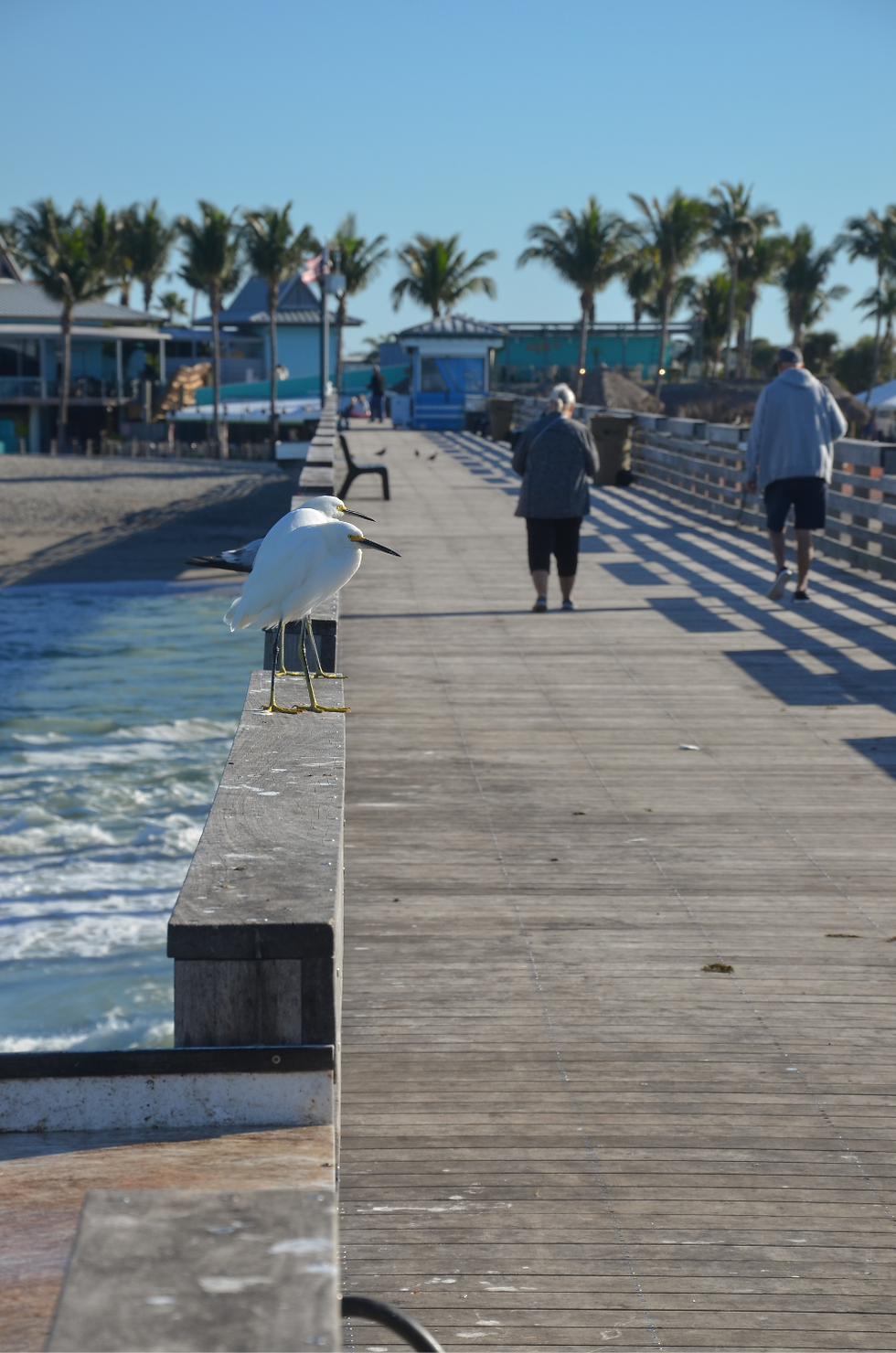 volatili al Venice Fishing Pier