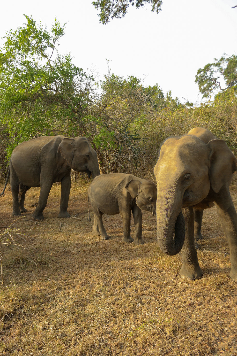 three elephants in Yala National Park