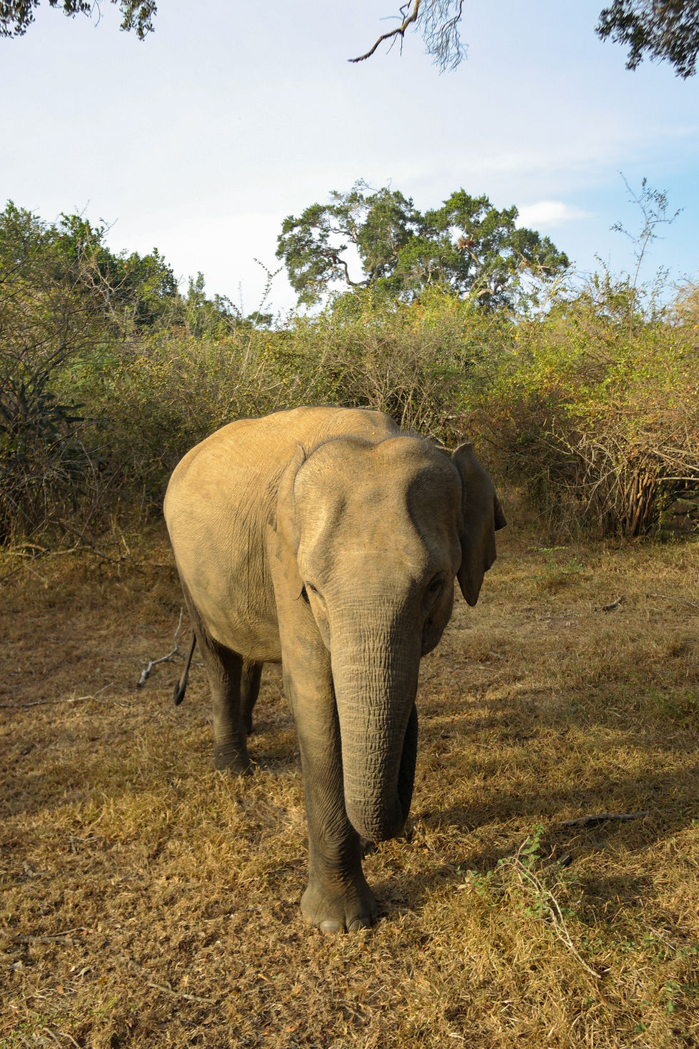 asian elephant in Yala National Park