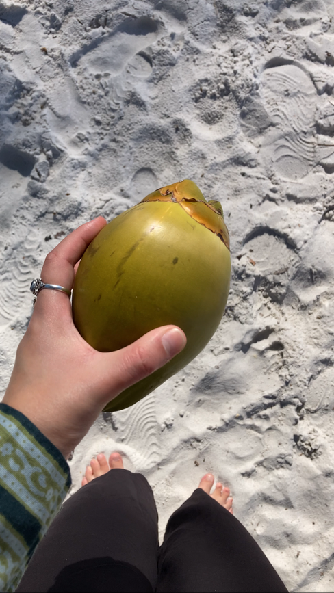 noce di cocco a Naples, Florida