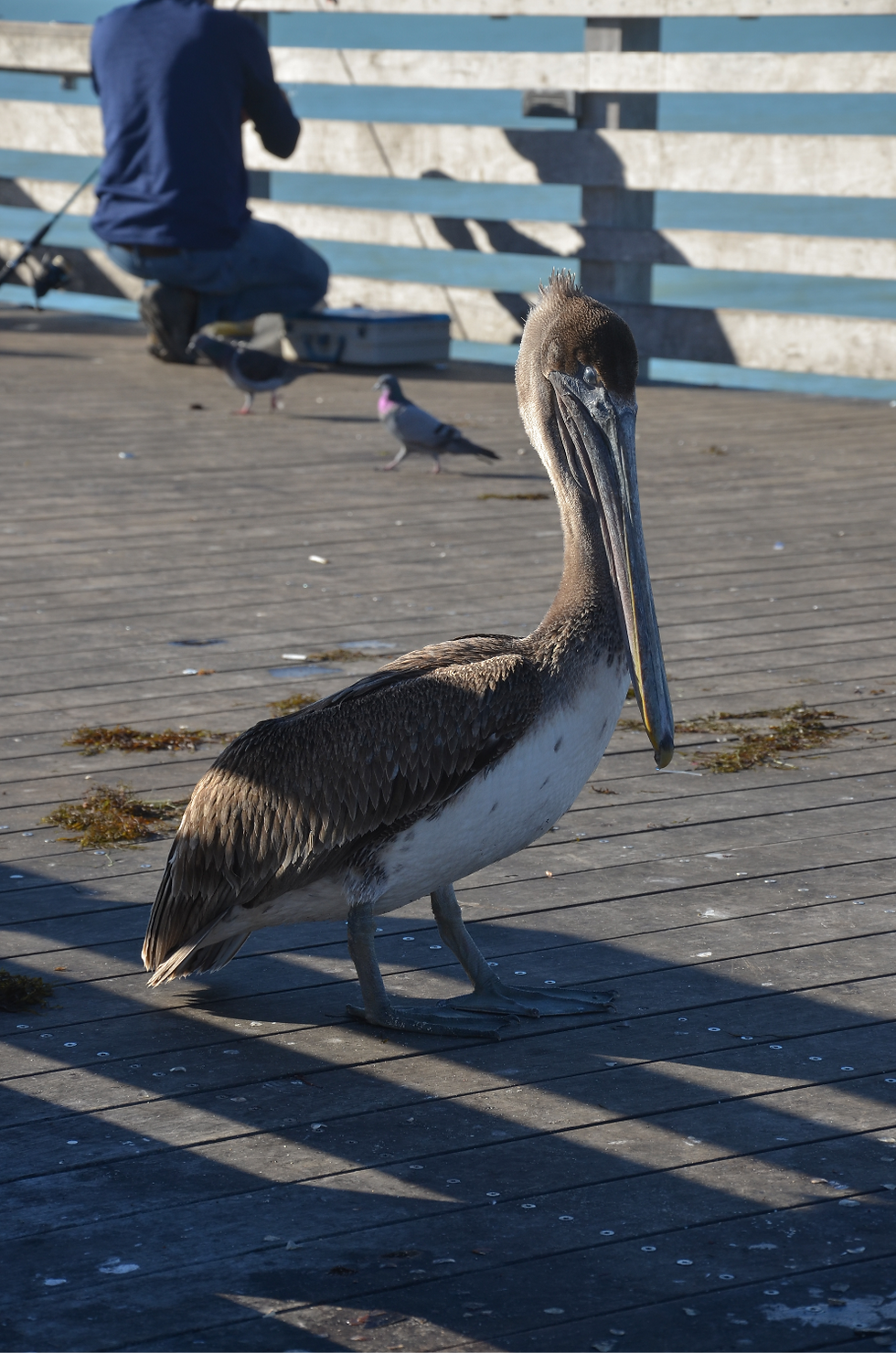 volatili al Venice Fishing Pier