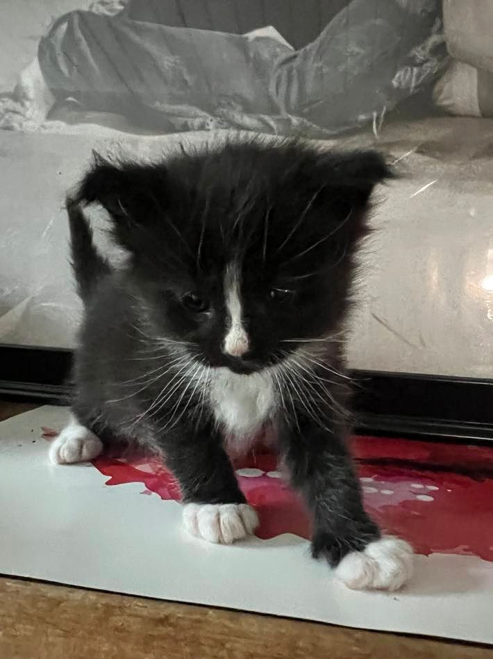 Thumbnail: Archibald (Adopted by Ember in Orange County, CA)
