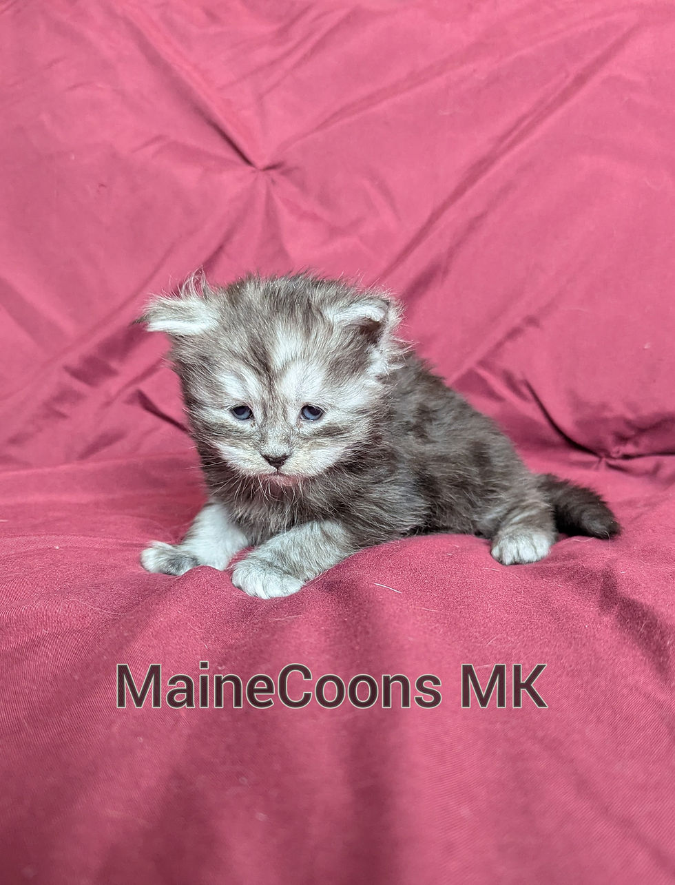 Thumbnail: Kesha (Adopted by Kelli in MO)