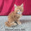 Thumbnail: Keanu (Adopted by Miriam in UT)