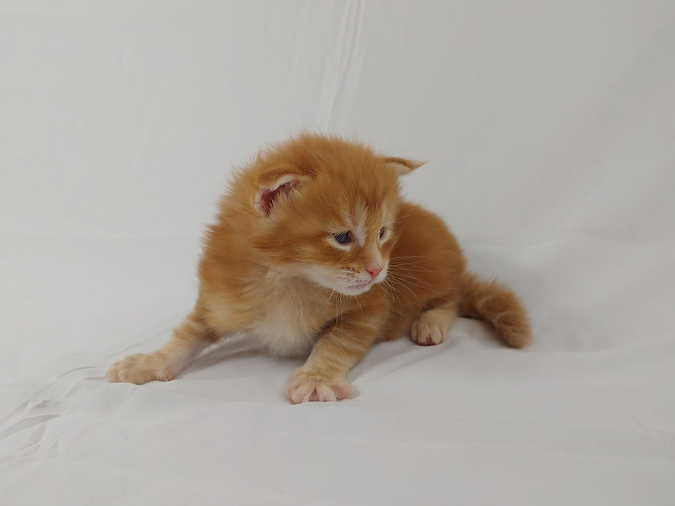 Thumbnail: Aslan (Sold to Marci in San Diego CA)