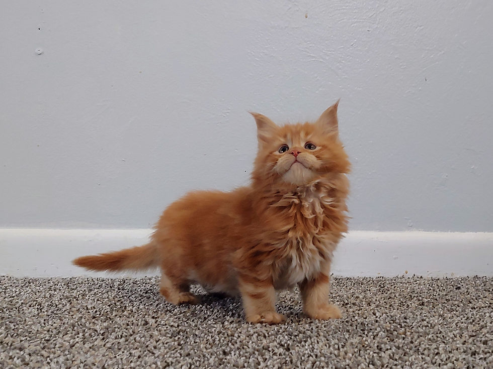 Thumbnail: Garfield Jr.  (Sold to Natalie in UT)