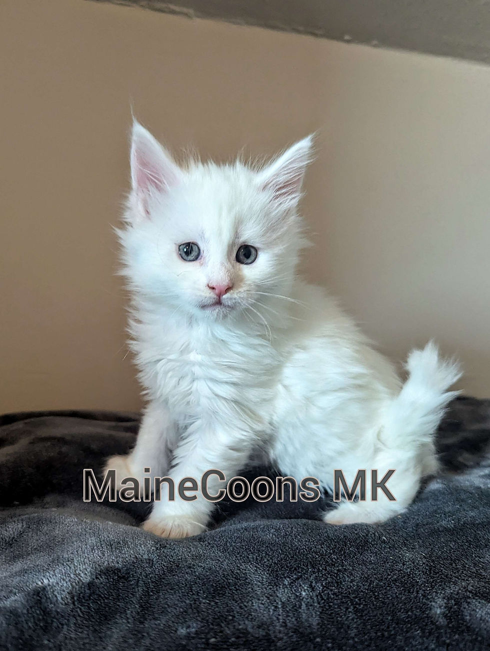 Thumbnail: Harmony (Adopted by Chloe in Idaho Falls)
