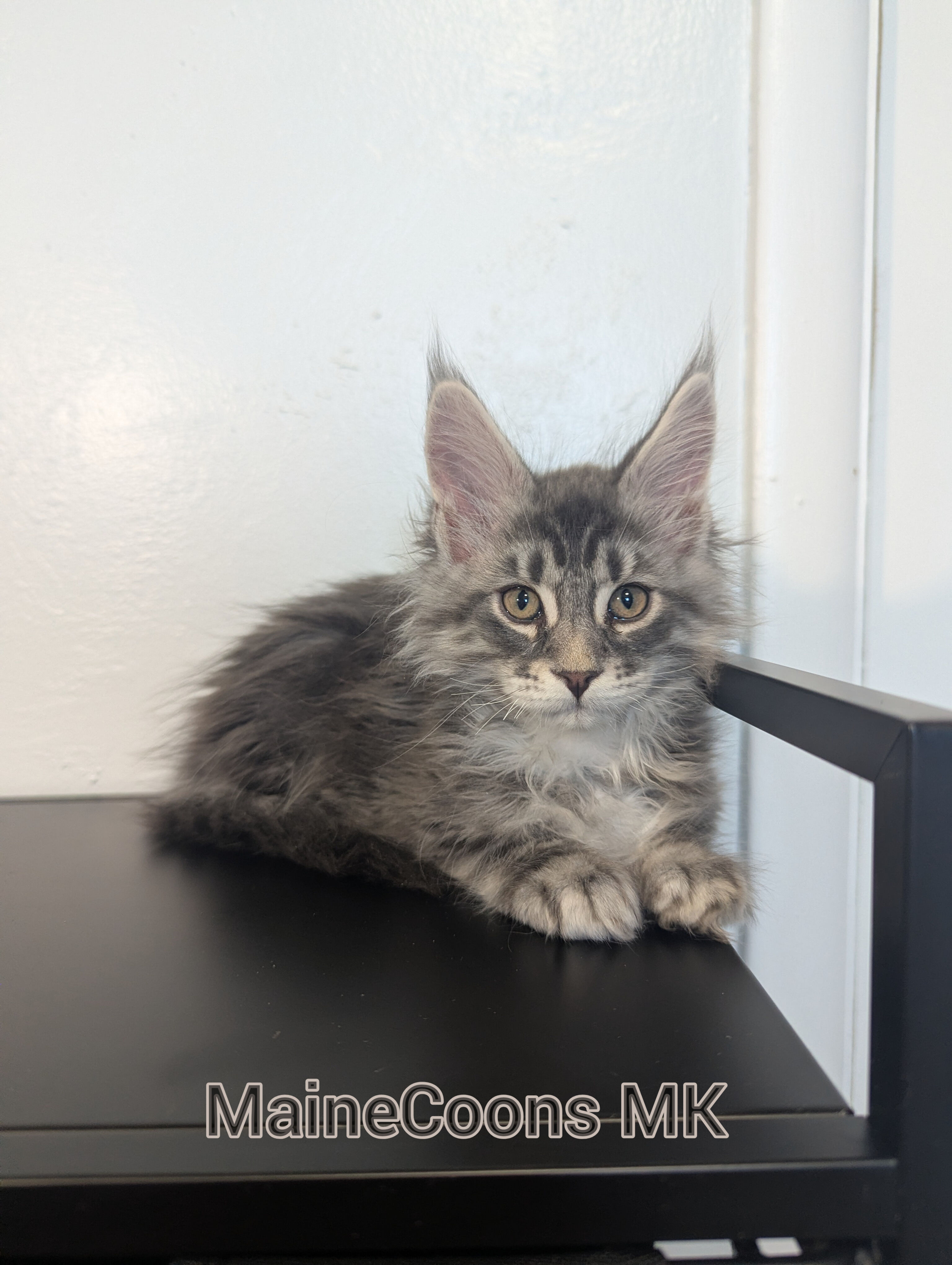 Merlin (Adopted by Dugan)