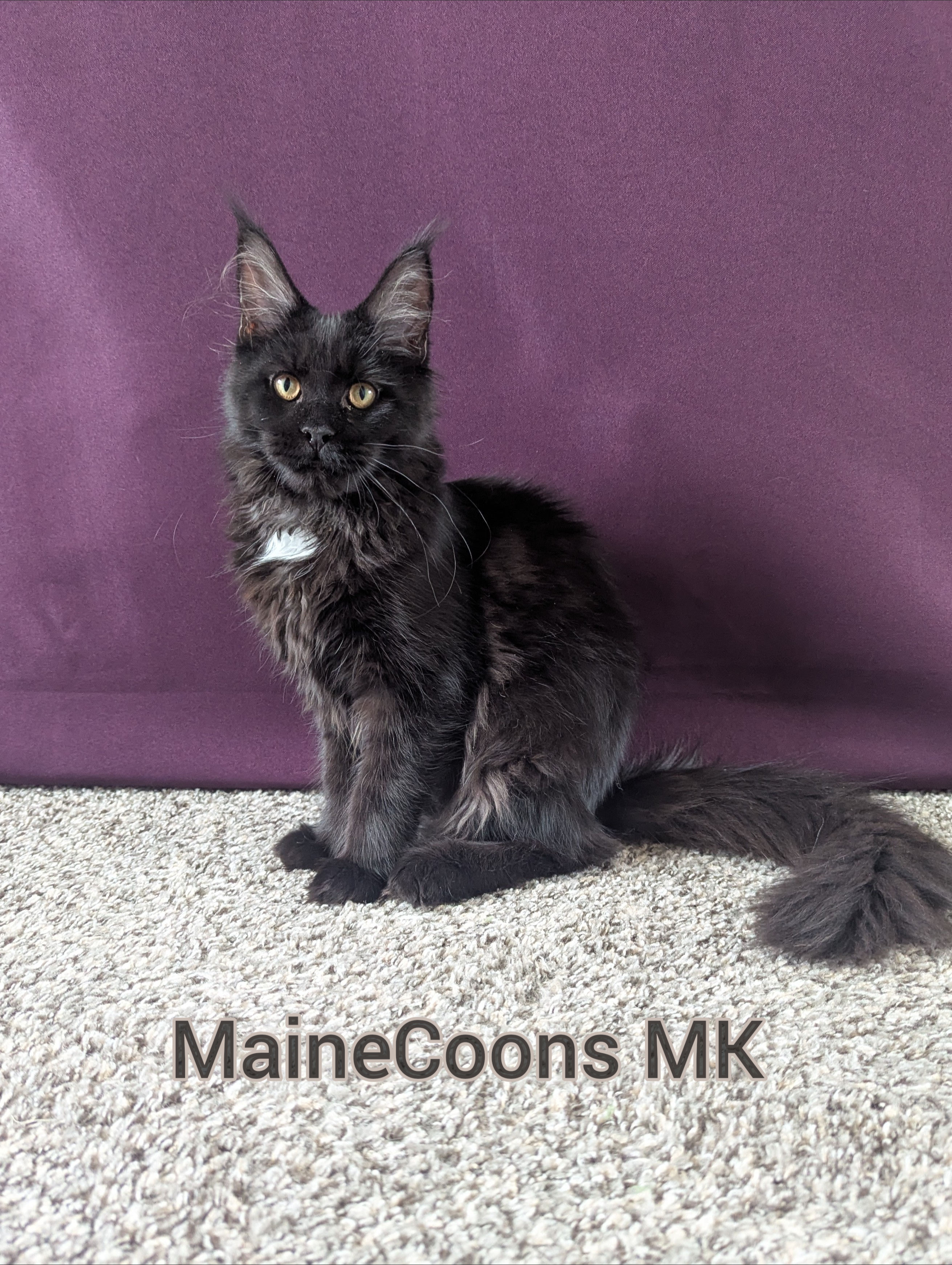 Kiki (Adopted by Miles in San Diego)